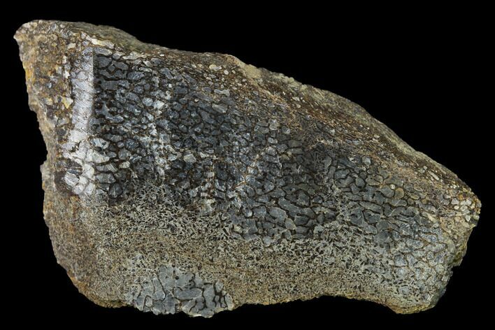 Polished Pliosaur (Liopleurodon) Bone - England #164861